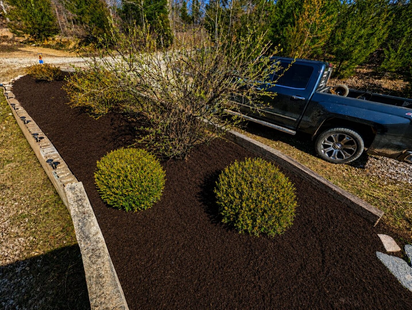 Mulched planting bed with two round shrubs