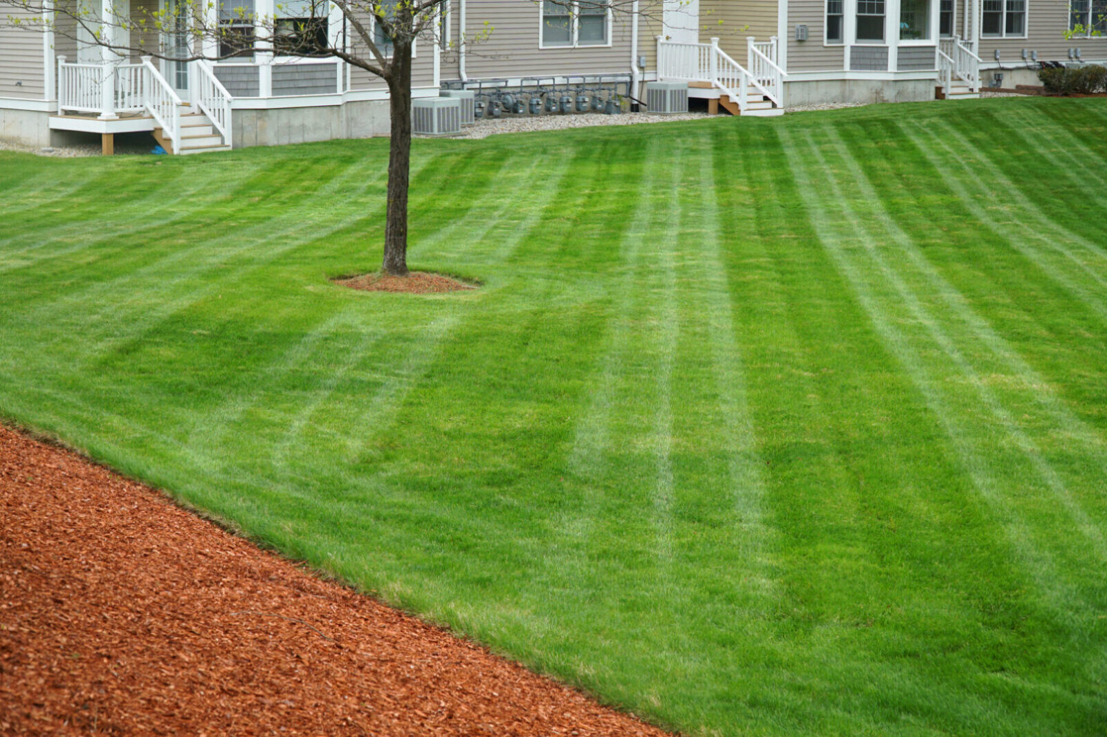 Striped lawn with tree and house porches